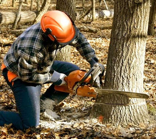 Tree Removal in Monroe, VA